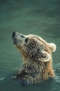 Close-up of a bear