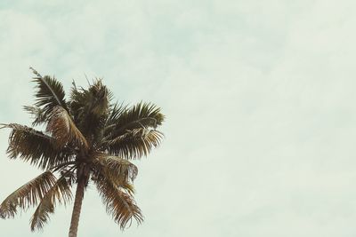 Low angle view of palm trees against cloudy sky