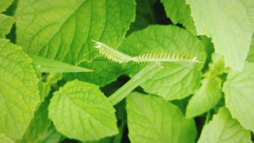 Close-up of green lizard on plant