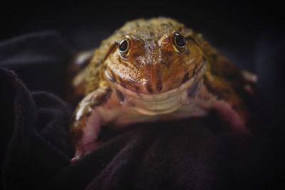 Close-up of frog against black background