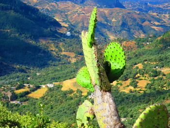 Cactus plant growing on land