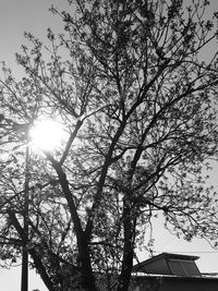 Low angle view of tree against sky