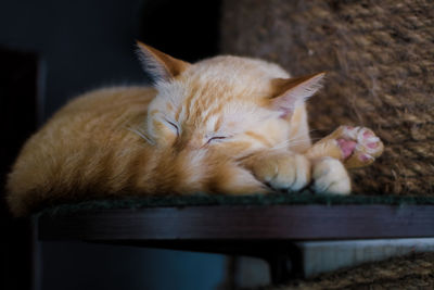 Close-up of cat sleeping