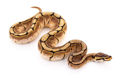 Close-up of snake against white background