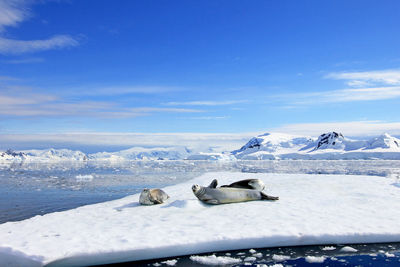 Seals on iceberg against blue sky