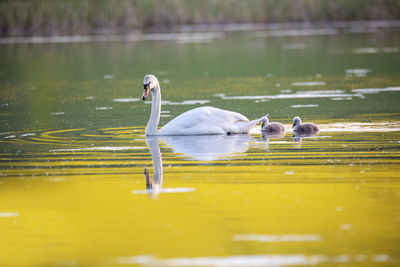 Duck swimming in lake