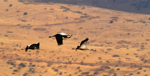 Flock of birds flying