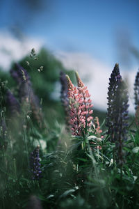 Close-up of purple flowering plants on field