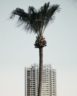 Low angle view of palm tree against sky