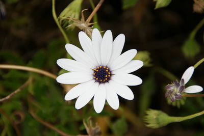 Close-up of white flowers blooming outdoors