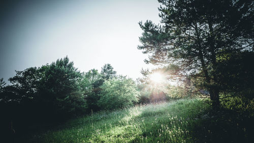 Sunlight streaming through trees on sunny day