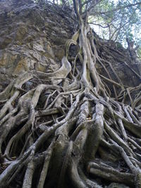 Low angle view of bare trees