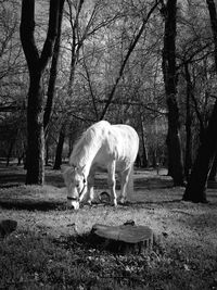 View of horse grazing on field