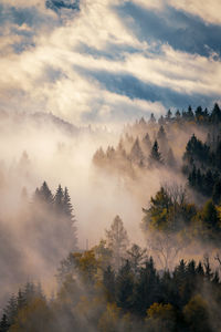 Scenic view of forest against sky