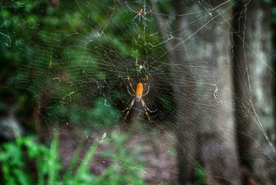 Close-up of spider on web