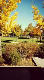 Trees in park