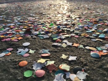 Fallen leaves on ground