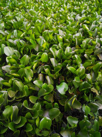 Full frame shot of fresh green plants