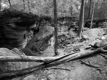 Trees on rock