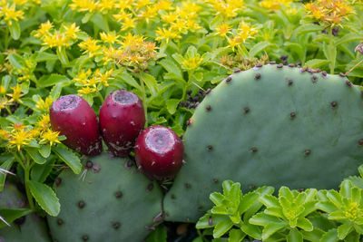 Close-up of fruits growing on plant