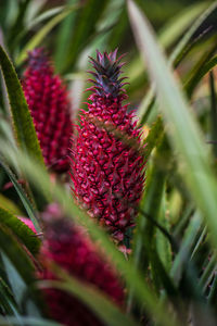 Close-up of red flowers