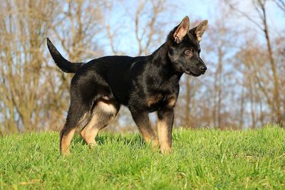 Black dog running on field