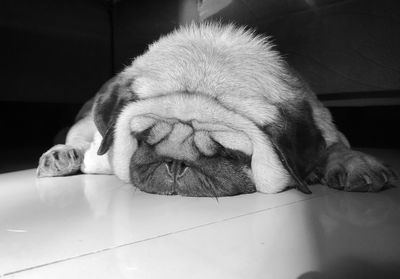 Close-up of dog