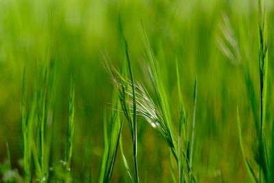 Close-up of wheat growing on field