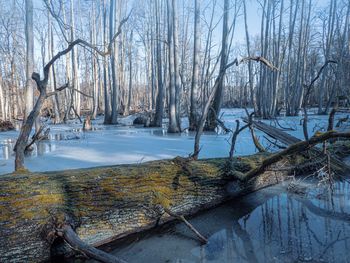 Bare trees on snow covered land