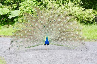 Close-up of peacock on field