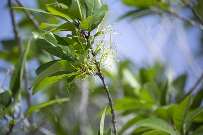 Close up of green leaves on a tree twig