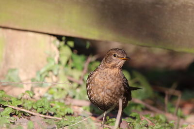 Close-up of a bird perching on a field