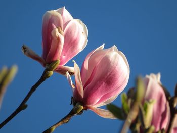 Close-up of pink flowering plant against clear sky