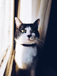 Portrait of cat on floor at home