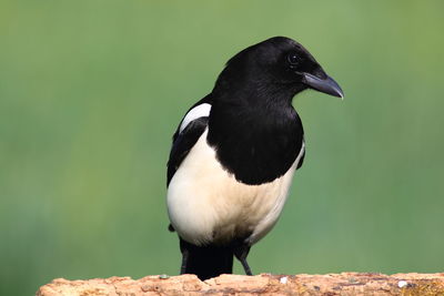 Close-up of bird perching