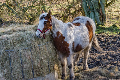 Horse standing in a field