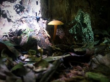 Close-up of mushrooms growing on land