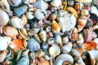 Full frame shot of a group of shells