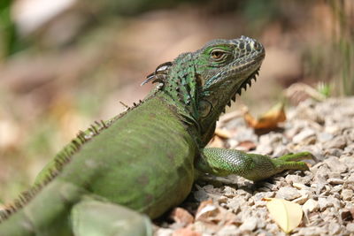 Close-up of lizard on land