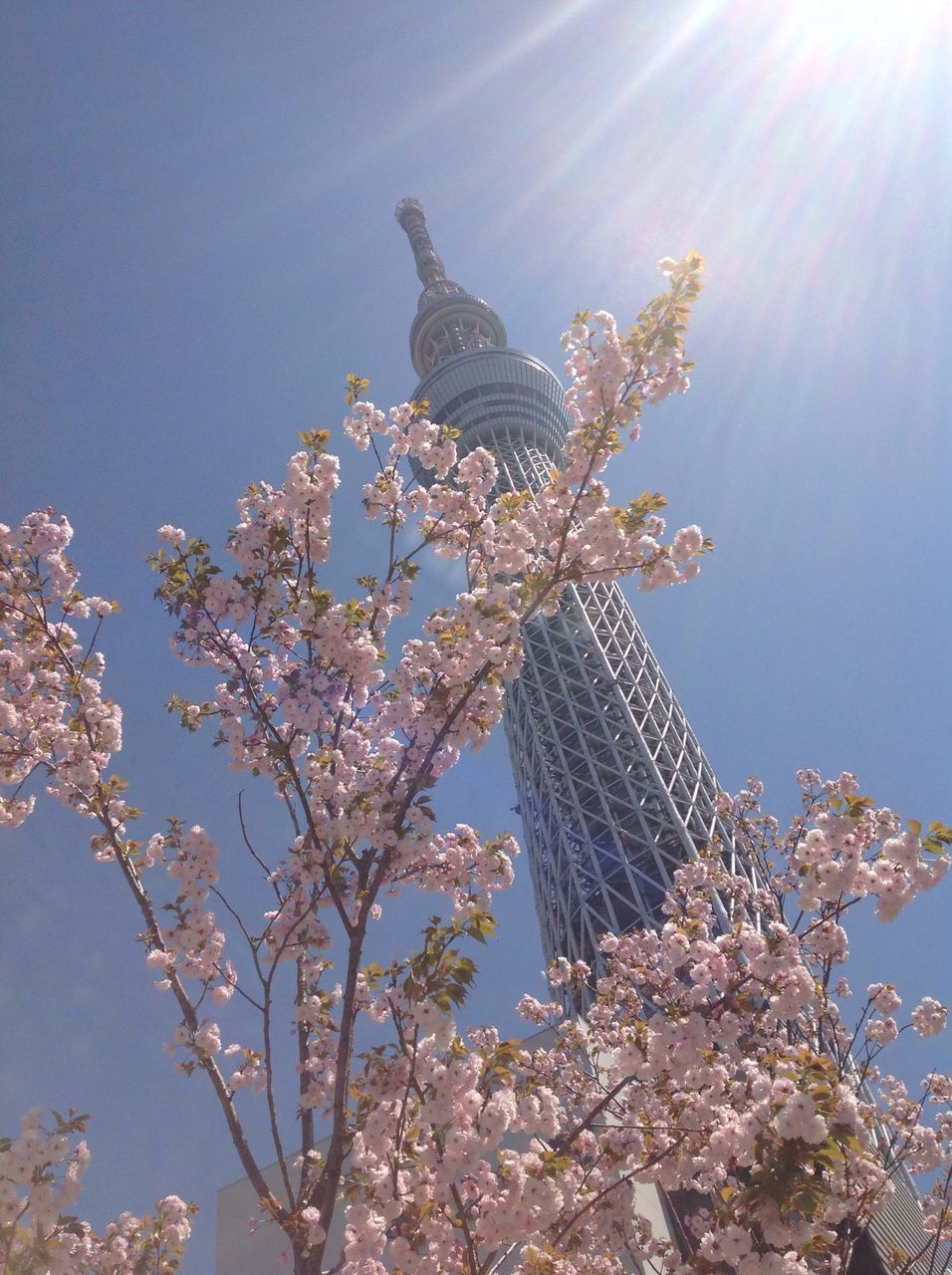 low angle view, tree, clear sky, building exterior, sky, architecture, branch, built structure, blue, sunlight, growth, day, flower, tall - high, outdoors, no people, nature, lens flare, sunbeam, sunny