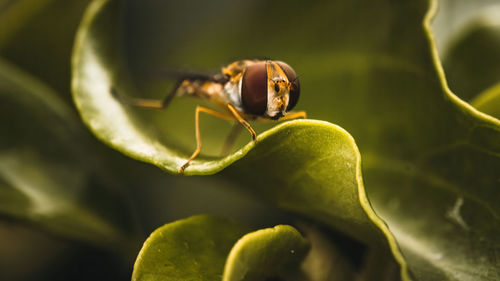 Close-up of insect on leaf