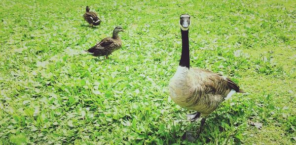 Bird on grassy field