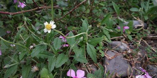 High angle view of pink flowering plant on field