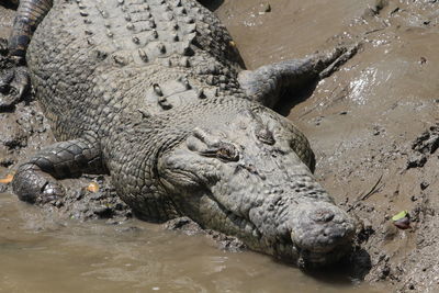 High angle view of crocodile in lake