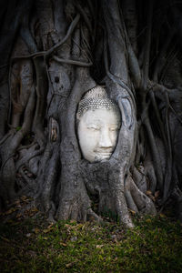 Statue of buddha in tree trunk