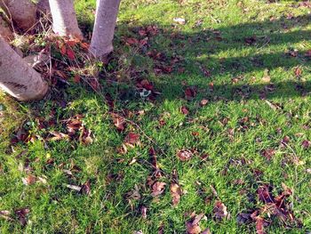 Low section of grass on field