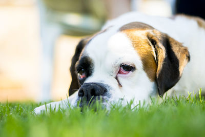 Close-up of a dog