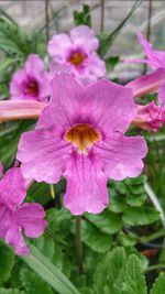 Close-up of pink flowers blooming outdoors