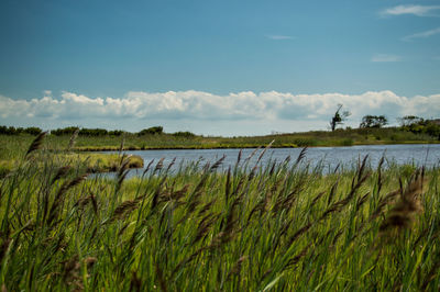 Scenic view of grassy field against sky