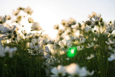 Close-up of white flowering plants on field
